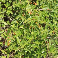 Zanthoxylum asiaticum (L.) Appelhans, Groppo & J.Wen